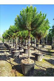 Pinus Pinea C70 Lit. Na Steblu 200 cm; 14/16 cm (ZEL)