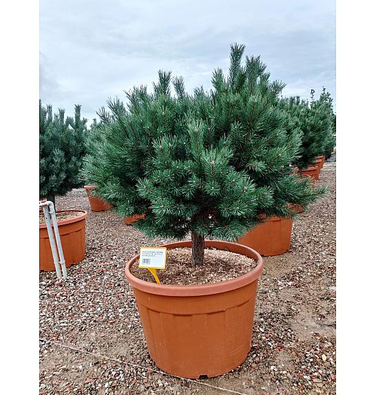 Pinus Sylvestris Nana (= Watereri) C180 Lit. Na Steblu 50 cm 20/25 cm Krošnja 125/150 cm (ZEL)