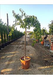 Prunus Serr. Kikushidare Sakura C25 Lit. Na Steblu 100 cm; 10/12 cm (ZEL)