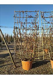 Trachelospermum Jasminoides C130 Lit. 250-300 cm; Bambus špalir (ZEL)