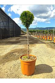 Thuja Or. Nana Aurea C18 Lit. Na Steblu 50 cm (ZEL)