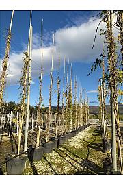 Wisteria Cascade C90 Lit. 500-600 cm (ZEL)