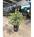 Photinia fraseri Robusta Compacta C10 Lit. 60-80 cm