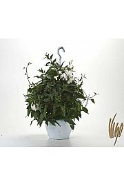 Solanum jasminoides Ø20 obešanka