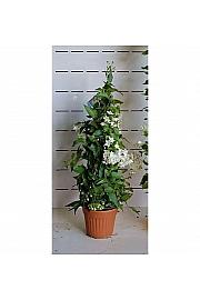 Solanum jasminoides Ø16 piramida