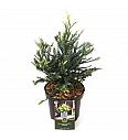 Sequoia sempervirens Adpressa C2,5 Lit. 25-30 cm