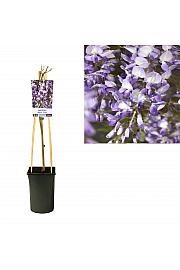 Wisteria sinensis Prolific C2,5 Lit. 40-60 cm