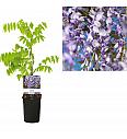 Wisteria sinensis Prolific C1 Lit. 20-30 cm