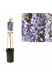 Wisteria sinensis C2,5 Lit. 40-60 cm