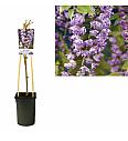 Wisteria floribunda Violacea Plena C2,5 Lit. 40-60 cm