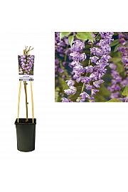 Wisteria floribunda Violacea Plena C2,5 Lit. 40-60 cm