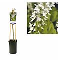 Wisteria floribunda Alba C2,5 Lit. 40-60 cm