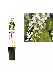 Wisteria floribunda Alba C2,5 Lit. 40-60 cm