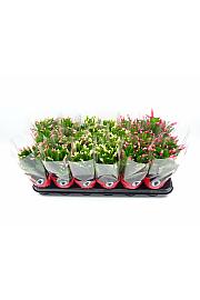 Schlumbergera Ø9 Mix