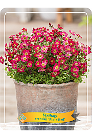 Saxifraga arendsii Pixie Red Ø11
