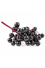 Sambucus nigra Haschberg C2 Lit. 30-40 cm