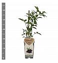 Sambucus nigra Haschberg C2 Lit. 30-40 cm BIO
