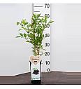 Sambucus nigra Haschberg C2 Lit. 30-40 cm BIO