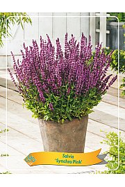 Salvia Synchro Pink Ø11