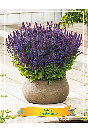 Salvia Synchro Blue Ø11