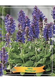 Salvia Blue Marvel Ø11