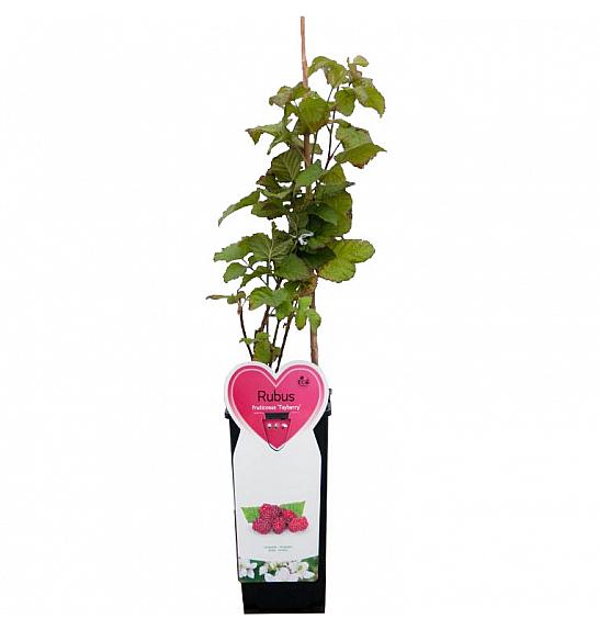 Rubus Tayberry C2 Lit. 30-40 cm