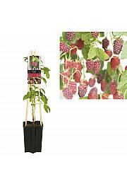 Rubus Tayberry C1,5 Lit. 30-40 cm