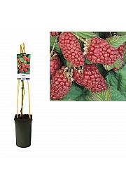 Rubus Loganberry C2,5 Lit. 40-60 cm