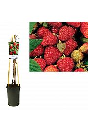 Rubus idaeus Tulameen C2,5 Lit. 40-60 cm