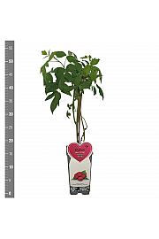 Rubus idaeus Heritage C2 Lit. 30-40 cm