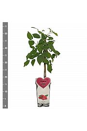 Rubus idaeus Willamette C2 Lit. 30-40 cm