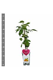 Rubus idaeus Golden Everest C2 Lit. 30-40 cm