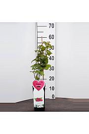 Rubus fruticosus Tayberry C2 Lit. 30-40 cm BIO