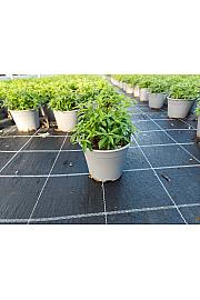 Lippia citriodora Ø14