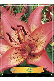 Lilium Trogon Ø11