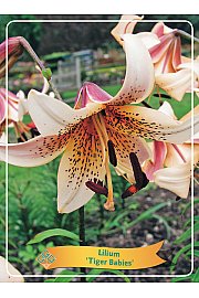 Lilium Tiger Babies Ø11
