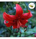 Lilium Red Life Ø11
