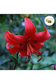 Lilium Red Life Ø11