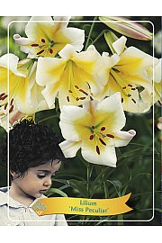 Lilium Miss Peculiar Ø11