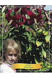 Lilium Miss Feya Ø11
