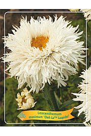 Leucanthemum maximum Ooh La™ Laspider Ø11