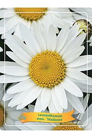 Leucanthemum max. Madonna Ø11