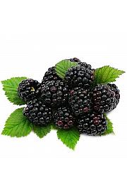 Rubus fruticosus Loch Ness C2 Lit. 30-40 cm