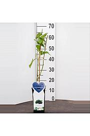 Rubus fruticosus Chester Thornless C2 Lit. 30-40 cm BIO