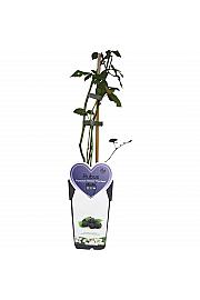 Rubus fruticosus Chester Thornless C2 Lit. 30-40 cm