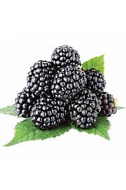 Rubus fruticosus Thornfree C2 Lit. 30-40 cm