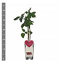 Rubus Buckingham Tayberry C2 Lit. 30-40 cm
