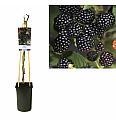 Rubus Black Satin C2,5 Lit. 40-60 cm
