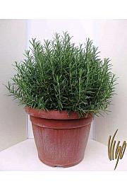 Rosmarinus officinalis Ø35
