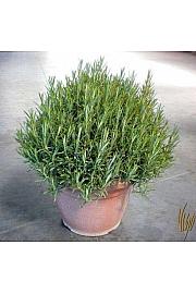 Rosmarinus officinalis Ø30